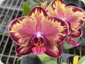 Phal. Fire Dream